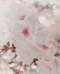 Pinky Blossom 1