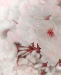Pinky Blossom 2