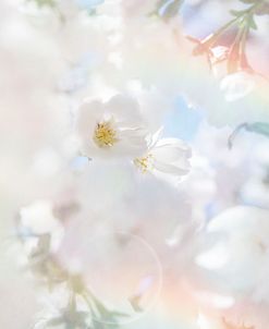 Apple Blossoms 03