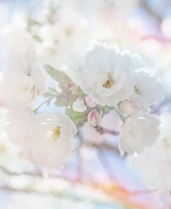 Apple Blossoms 05