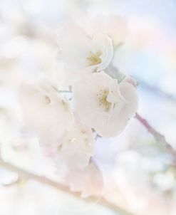 Apple Blossoms 06