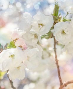 White Spring Blossoms 01