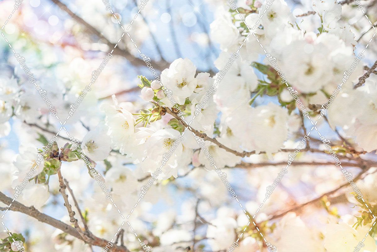 White Spring Blossoms 02