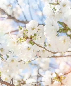 White Spring Blossoms 02