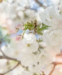White Spring Blossoms 03