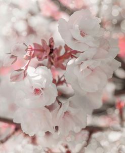 Pinky Blossom 4