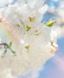 White Spring Blossoms 08