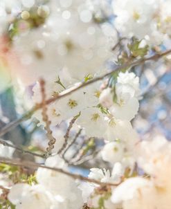 White Spring Blossoms 09