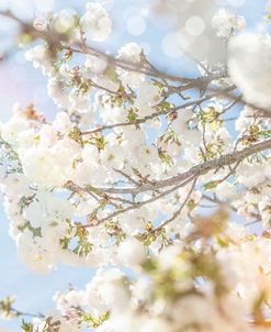 White Spring Blossoms 04