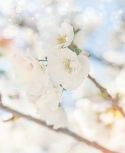 White Spring Blossoms 05