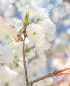 White Spring Blossoms 07