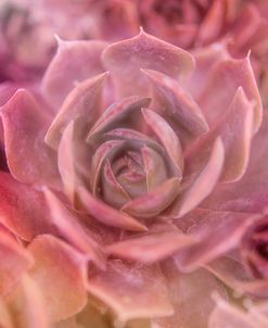 Succulents 04