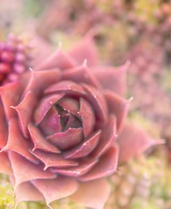 Succulents 02