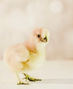 Baby Chicken 01