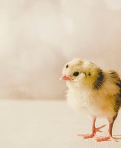 Baby Chicken 03