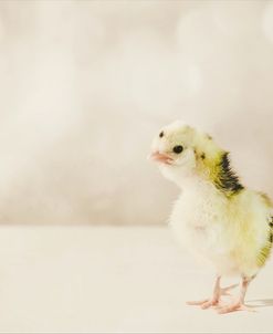 Baby Chicken 04