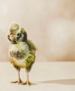 Baby Chicken 05