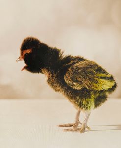 Baby Chicken 06