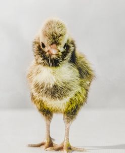 Spring Chick 06