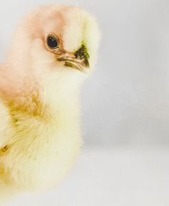 Spring Chick 01