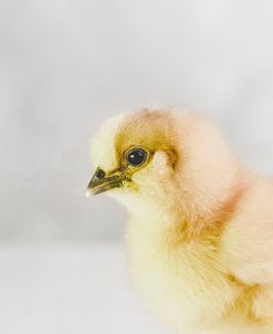 Spring Chick 02