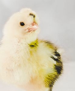 Spring Chick 03