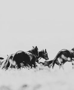 Wild Horses of the Great Basin 00