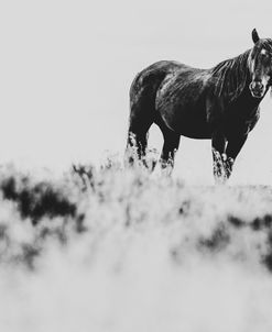Wild Horses of the Great Basin 01
