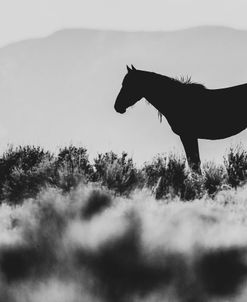 Wild Horses of the Great Basin 02