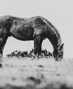 Wild Horses of the Great Basin 03
