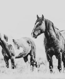Wild Horses of the Great Basin 04