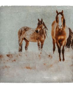 Wild Horses of the Great Basin Lomography 03