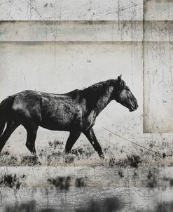 Wild Horses of the Great Basin 05