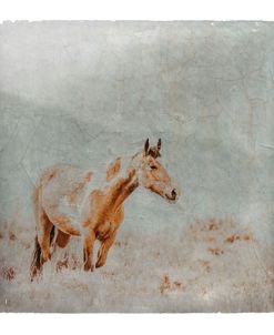Wild Horses of the Great Basin Lomography 07