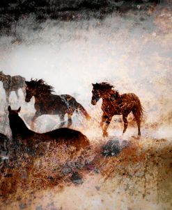 Wild Mustangs