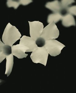 Cinema Flower
