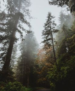 Foggy Oregon Morning 1