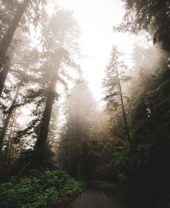 Foggy Oregon Morning 2