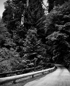 Enter Oregon Forest