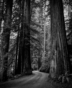 Oregon Forest Through Way