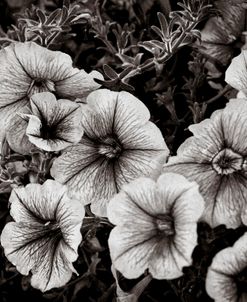 Summer Petunias