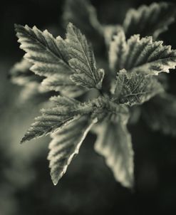 Tonal Botanical Foliage