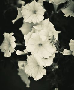 Tonal Petunias