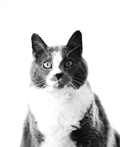 Tuxedo Cat