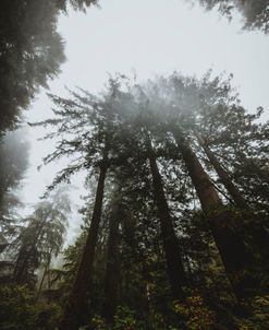 Foggy Oregon Morning 3