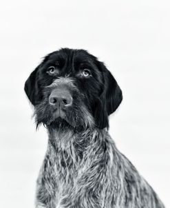 Griffon Best Friend