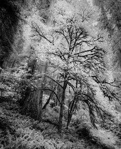 Oregon Dapple Tree