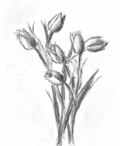 Tulips Charcoal