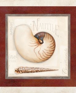 Nautile Shell