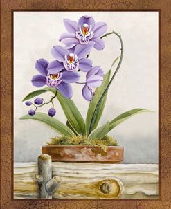 Orchids 2